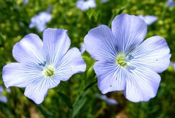 Photograph Flickr Creative Commons licence - attrib Acradenia
